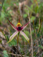 Caladenia macrostylis