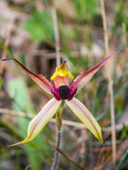 Caladenia macrostylis