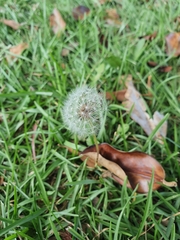 Taraxacum erythrospermum