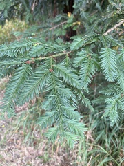 Sequoia
