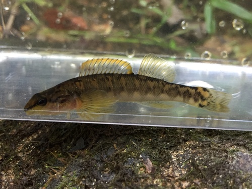 Bronze Darter