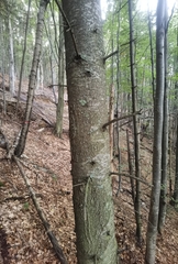 Abies alba