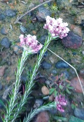 Helichrysum teretifolium