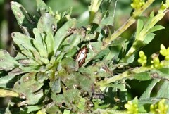 Microrhopala vittata
