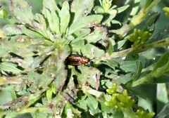 Microrhopala vittata