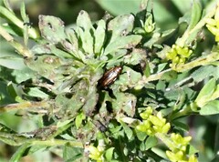 Microrhopala vittata