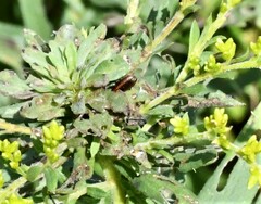 Microrhopala vittata