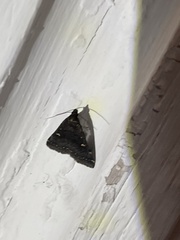 Tetanolita mynesalis