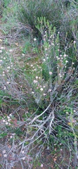 Helichrysum teretifolium