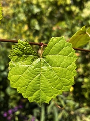 Vitis rotundifolia