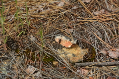 Cyrtopogon