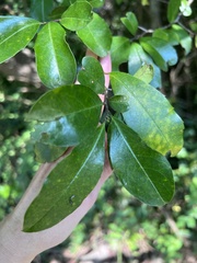 Maclura cochinchinensis