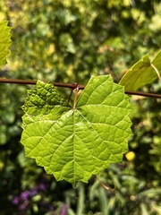 Vitis rotundifolia