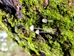 Mycena subcaerulea