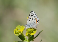 Euphilotes ancilla