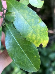 Maclura cochinchinensis