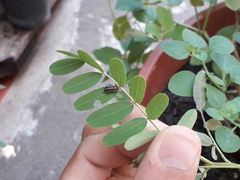 Eudiagogus episcopalis