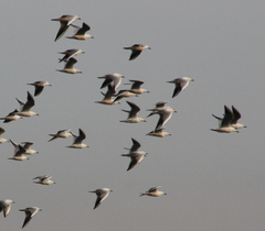 Chroicocephalus genei