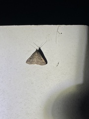 Tetanolita mynesalis