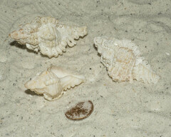 Chicoreus florifer