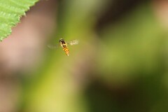 Sphaerophoria pyrrhina