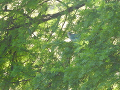 Thraupis sayaca