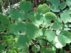 Thalictrum dasycarpum