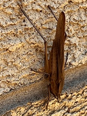 Neoconocephalus triops