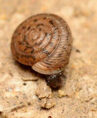 Polygyra cereolus