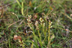 Platanthera hyperborea