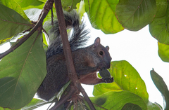 Sciurus aureogaster