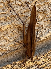 Neoconocephalus triops