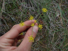 Lomatium