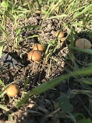 Agrocybe pediades