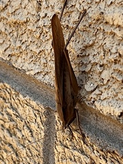 Neoconocephalus triops