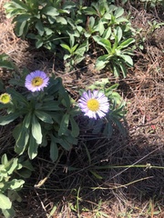 Erigeron glaucus