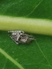 Araneomorphae