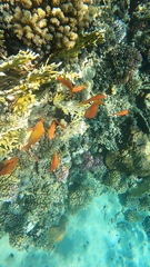 Pseudanthias squamipinnis