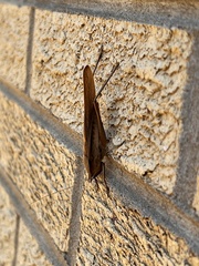 Neoconocephalus triops