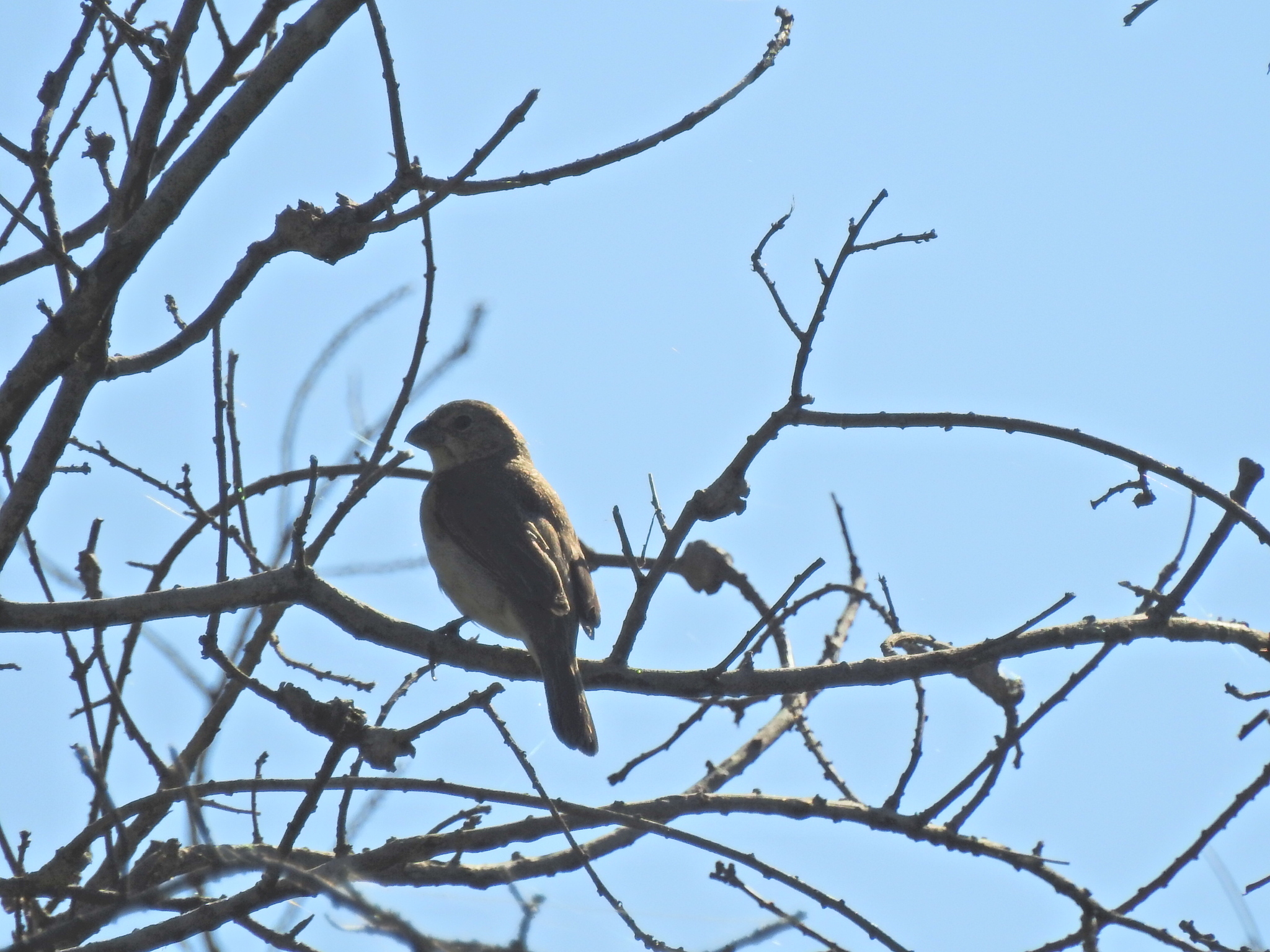 White-bellied Seedeater illustration