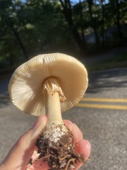 Amanita multisquamosa
