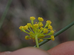 Lomatium