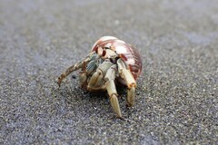 Coenobita compressus