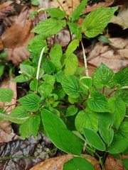 Piper auritum