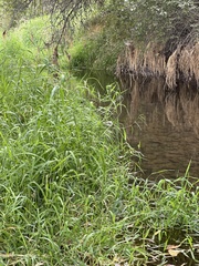 Paspalum distichum