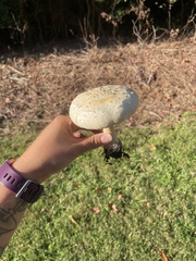 Amanita multisquamosa