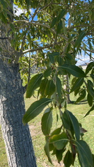 Populus angustifolia