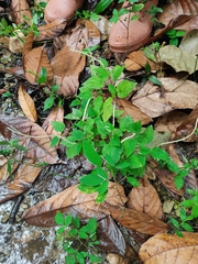 Piper auritum