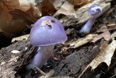 Cortinarius violaceus