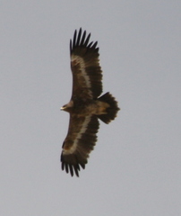 Aquila nipalensis
